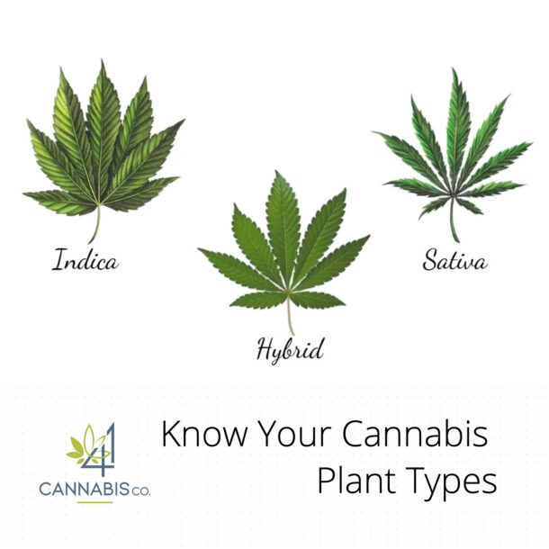 Know Your Cannabis Plant Types – 41 Cannabis Co